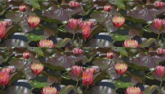 杭州湘湖夏天池塘盛开的睡莲高清在线视频素材下载