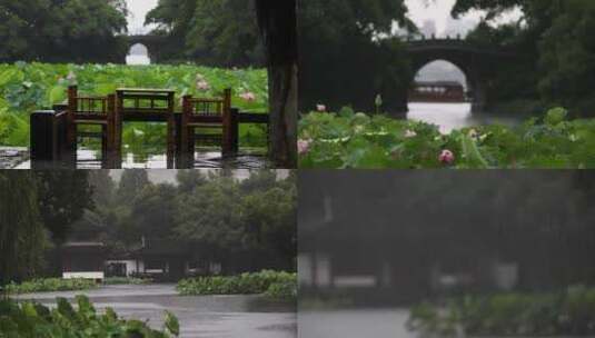 杭州西湖雨景雨中的曲院风荷合集高清在线视频素材下载