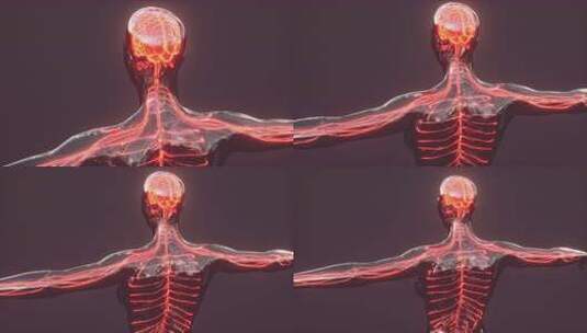 脊髓神经能量脉冲进入大脑高清在线视频素材下载