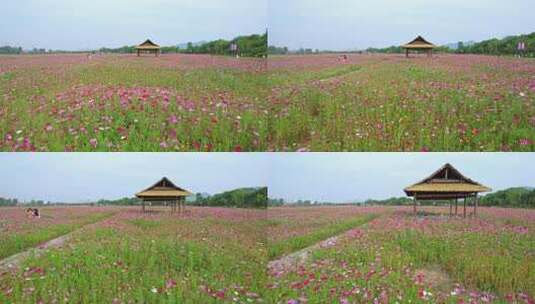 杭州湘湖三期格桑花花海航拍高清在线视频素材下载