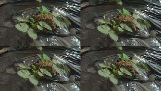 凤梨草莓 草莓 草莓叶 草莓幼苗 植物 水果高清在线视频素材下载