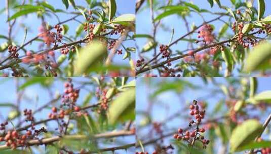 花椒 花椒收获 麻椒 三农 农业高清在线视频素材下载