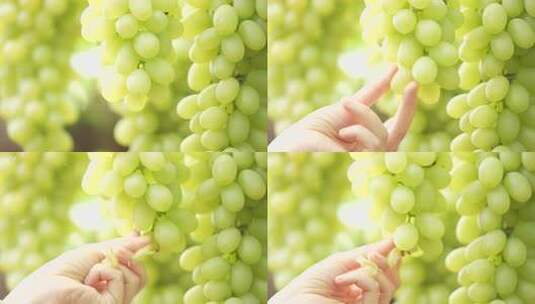 绿葡萄特写素材高清在线视频素材下载
