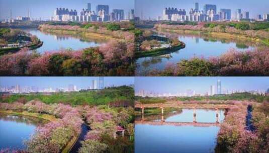 航拍广州海珠湿地紫荆花美丽景色高清在线视频素材下载