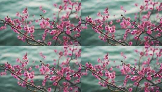 面朝湖水春暖花开，春天湖边盛开的梅花高清在线视频素材下载