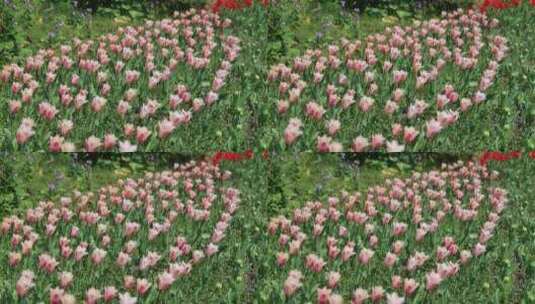 春天郁金香花丛盛开画面特写高清在线视频素材下载