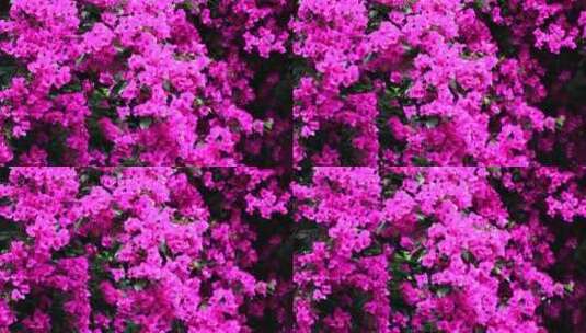 夏天的三角梅叶子花实拍素材高清在线视频素材下载