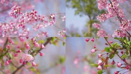 武汉春季樱花盛开高清在线视频素材下载