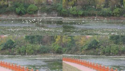 成都江安河绿道冬天的白鹭实拍高清在线视频素材下载