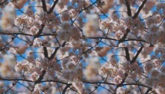 春风吹过蓝天下的樱花与蜜蜂特写高清在线视频素材下载