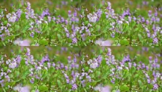 春天盛开的紫色二月兰花朵特写高清在线视频素材下载