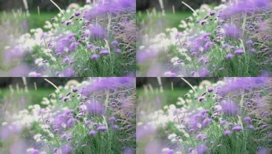 花园紫色的花在风中摇曳特写高清在线视频素材下载