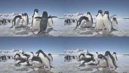 南极阿德利企鹅群戏特写高清在线视频素材下载