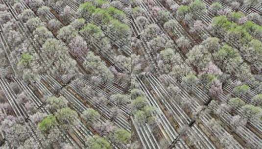 新疆莎车县巴旦木种植园区高清在线视频素材下载