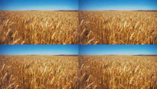 夏日阳光下的小麦高清在线视频素材下载