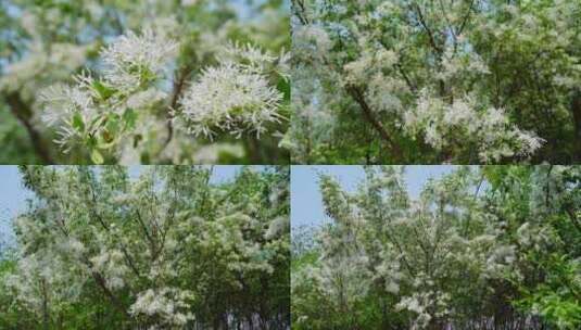 4K植物空镜素材——流苏花高清在线视频素材下载