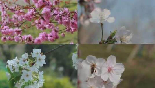 春天 花开 百花盛开高清在线视频素材下载