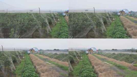 大型蓝莓种植基地采摘蓝莓 常州溧阳曹山高清在线视频素材下载