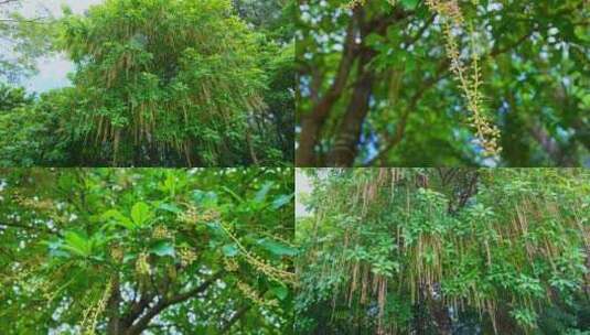 玉蕊 红花玉蕊 水茄苳高清在线视频素材下载