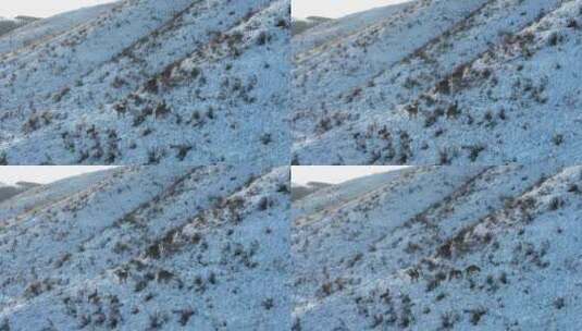 冬天山坡雪地上的狍子高清在线视频素材下载