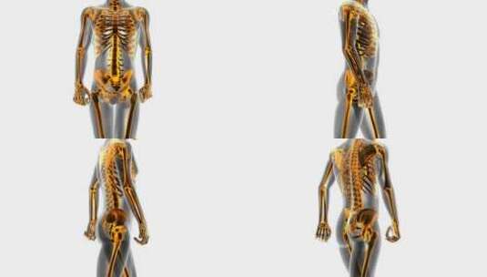人体骨骼X线扫描高清在线视频素材下载