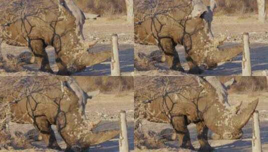 一只在旧木头树桩上磨尖角的白犀牛站在地上高清在线视频素材下载