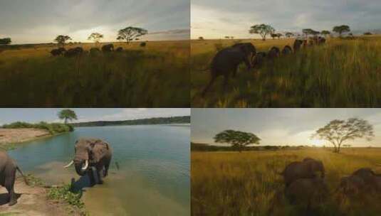 非洲草原大象群自然保护区高清在线视频素材下载
