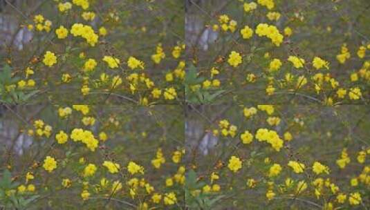 早春迎春花清明花小黄花花簇花瓣花蕊植物高清在线视频素材下载