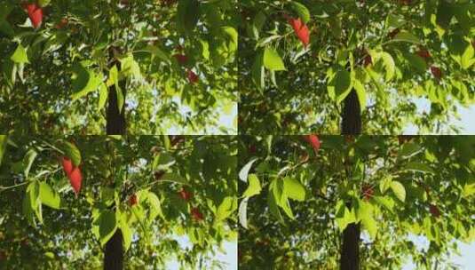 阳光照耀香樟树绿叶树叶高清在线视频素材下载