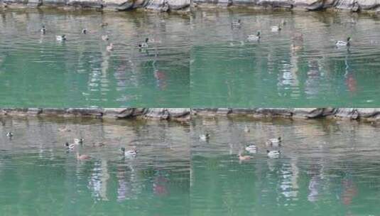 湖水里游泳划水游水起飞的野鸭子水禽水鸟高清在线视频素材下载