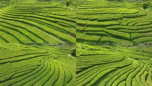 种植园，梯田，茶，绿色高清在线视频素材下载