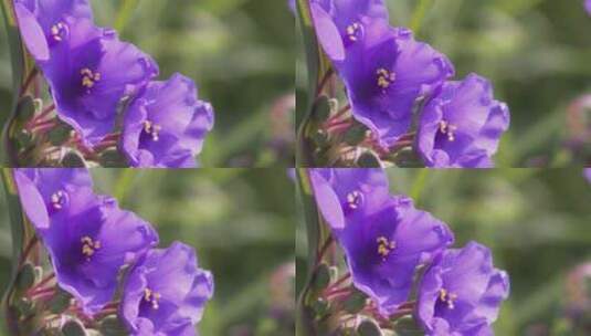 花，布鲁姆，蜘蛛草，麦迪逊高清在线视频素材下载