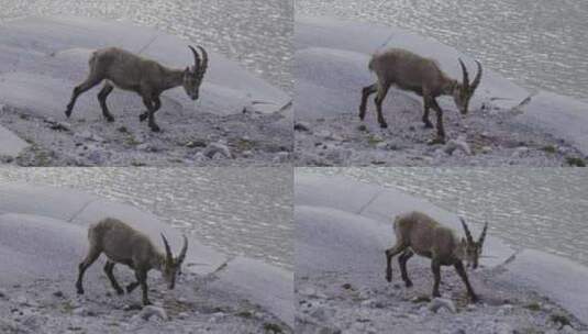 Steinbock，野山羊，山羊，岩石高清在线视频素材下载