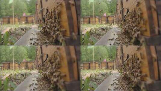 4K120P蜜蜂蜂箱蜂场实拍视频素材高清在线视频素材下载