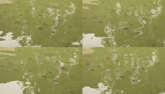 广东佛山篷简水乡河面上的鱼群高清在线视频素材下载