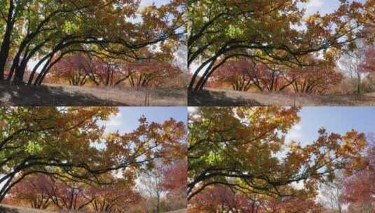 4K高清实拍秋季枫叶树林高清在线视频素材下载