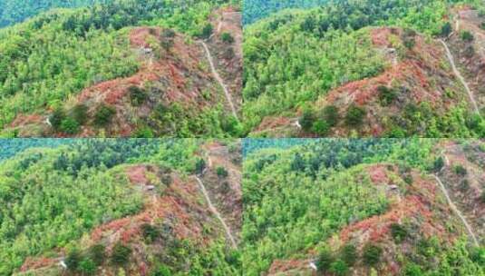 航拍高山杜鹃花8高清在线视频素材下载