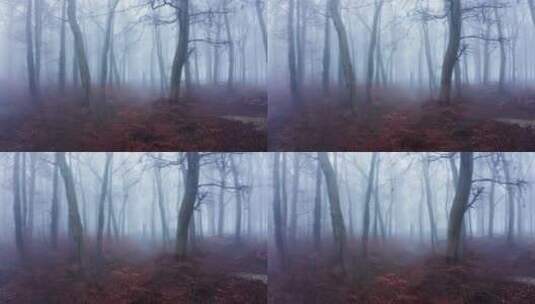 森林里的薄雾高清在线视频素材下载