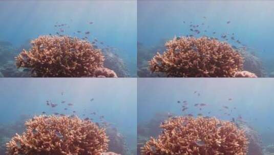 鱼在热带海洋游泳高清在线视频素材下载
