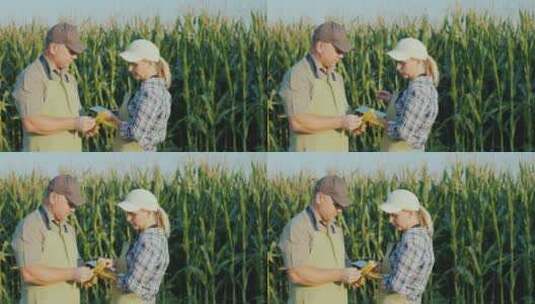 两个农民正在田间研究玉米穗高清在线视频素材下载
