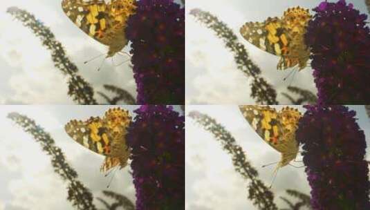蝴蝶在花朵上休息高清在线视频素材下载