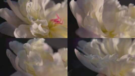 微距鲜花摄影富贵芍药洋牡丹高清在线视频素材下载
