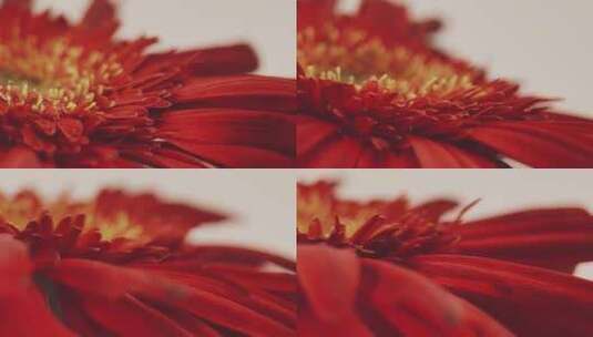 微距红色菊花花瓣花蕊高清在线视频素材下载
