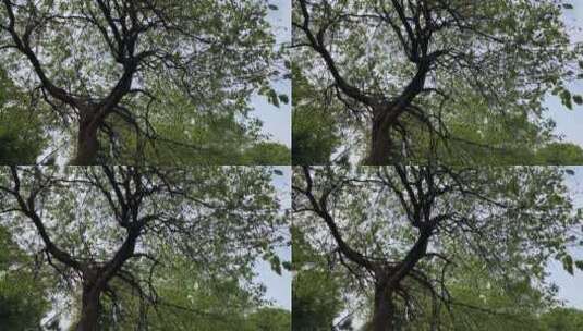 植物园大树高清在线视频素材下载