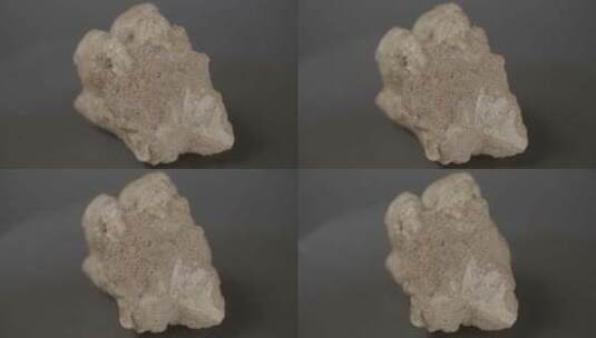 远古生物化石LOG高清在线视频素材下载