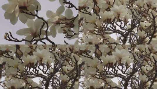 【镜头合集】白色玉兰花鲜花花朵高清在线视频素材下载