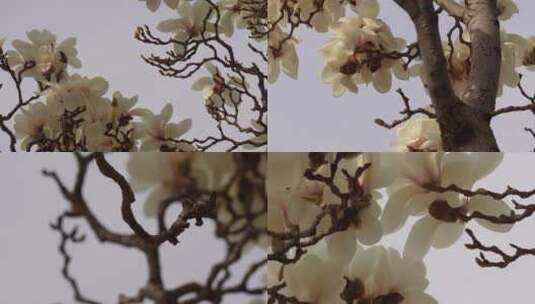 【镜头合集】盛开的白色玉兰花花瓣花朵高清在线视频素材下载