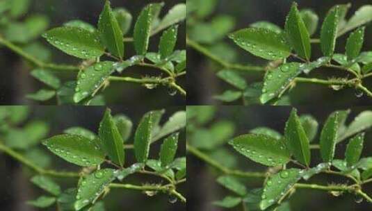 斜风细雨中腊梅树嫩叶上水珠水滴唯美视频高清在线视频素材下载