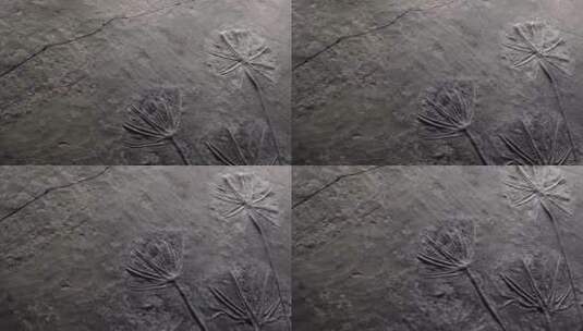 史前水生植物化石高清在线视频素材下载