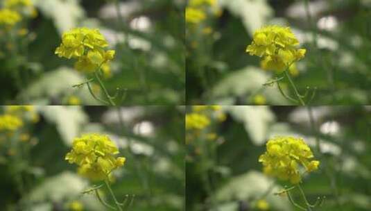 实拍油菜花鲜花花朵植物高清在线视频素材下载
